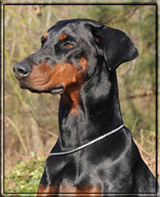 Wajka von Assindia